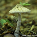 Lepiota