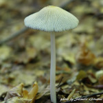 Sottobosco
