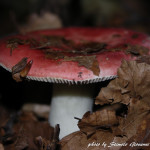 Russula