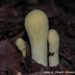 Clavaria
