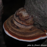 Ischnoderma