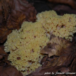 Ramaria