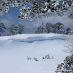 Cornice di loricati