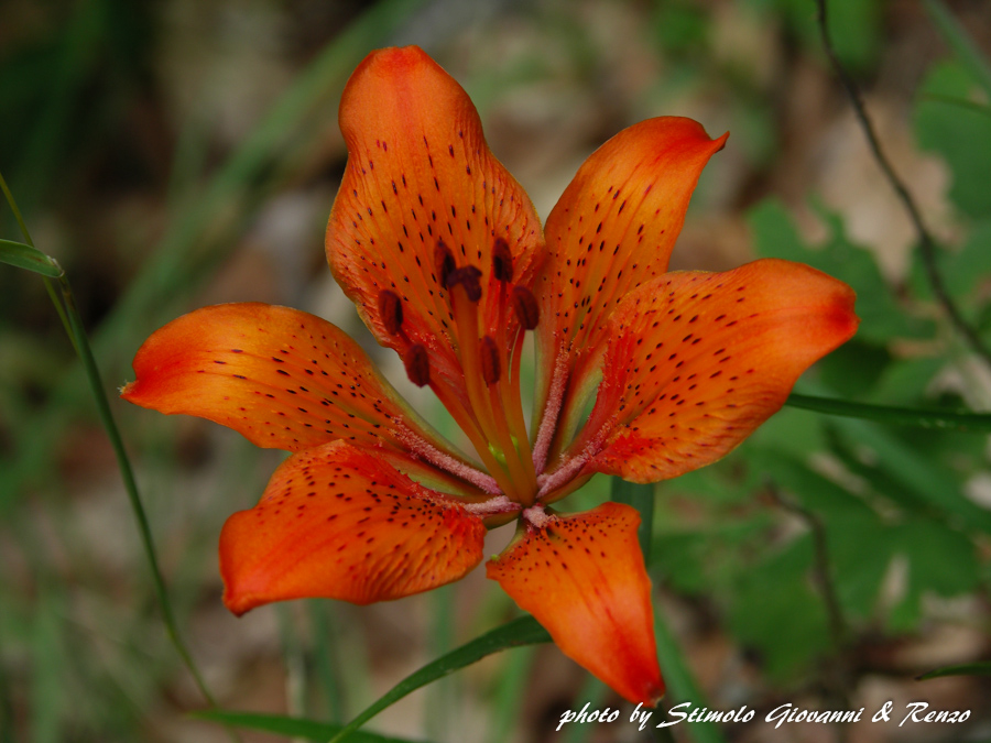 Fiori e piante