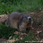 Marmotta in Valfurva