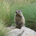 Marmotta in Valfurva