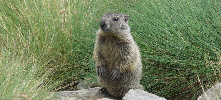 Marmotta in Valfurva