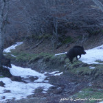 Cinghiale