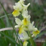 Orchidea selvatica