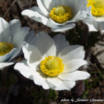 Anemone narcissiflora