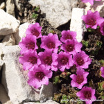 Saxifraga oppositifolia