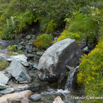 Torrente