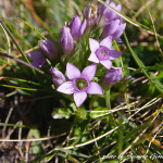 Genzianella campestre