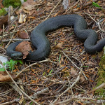 Vipera melanica (Vipera aspis hugyi)