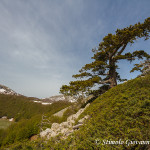 Loricato in primavera