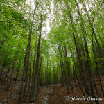 Bosco in primavera