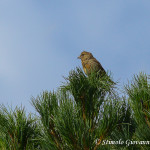 Crociere (Loxia Curvirostra)