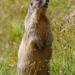 Marmotta