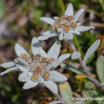 Stella alpina