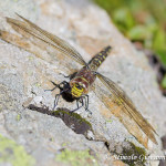 Libellula