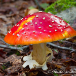 Amanita muscaria