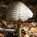 Macrolepiota procera (mazza di tamburo)