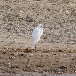 Airone bianco maggiore