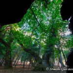 Castagni giganti di Cozzo del Pesco