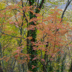 Colori dell'autunno