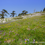 I colori della primavera