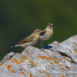 Intesa (coppia di Culbianco)