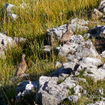 Coturnìce (Alectoris graeca)