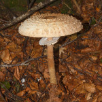 Mazza di tamburo (Macrolepiota procera)
