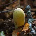 Clavariadelphus pistillaris