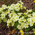 Primula