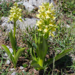 Orchidea selvatica