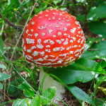 Amanita muscaria