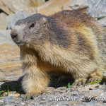 Marmotta