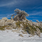 Abbracciato dalla roccia