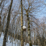 Nido con ingresso bloccato dalla neve