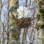 Nido con ingresso bloccato dalla neve