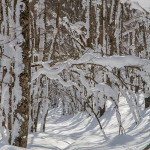 Neve nel bosco plasmata dal sole