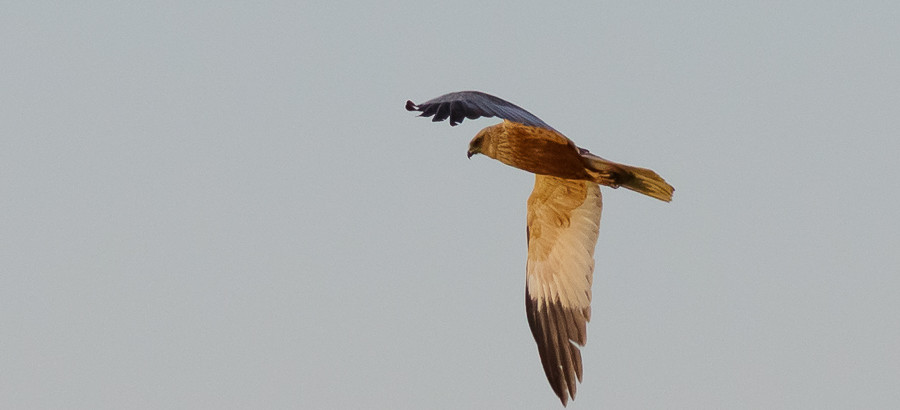 Falco di palude maschio