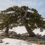 Pino Loricato sulla cresta nord di Monte Pollino
