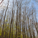 La faggeta comincia a tingersi di verde