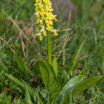 Orchidea selvatica
