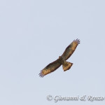 Falco pecchiaiolo