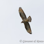 Falco pecchiaiolo
