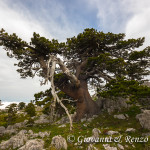 Il gigante ferito
