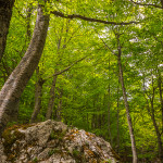 Dominante verde